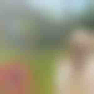 Ogrlica protiv buva i krpelja za kućne ljubimce PETPROTECT