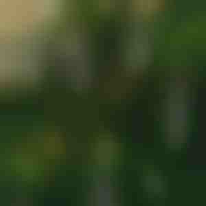 Sveće bez plamena koje trepere (6 kom) | CANDLEA